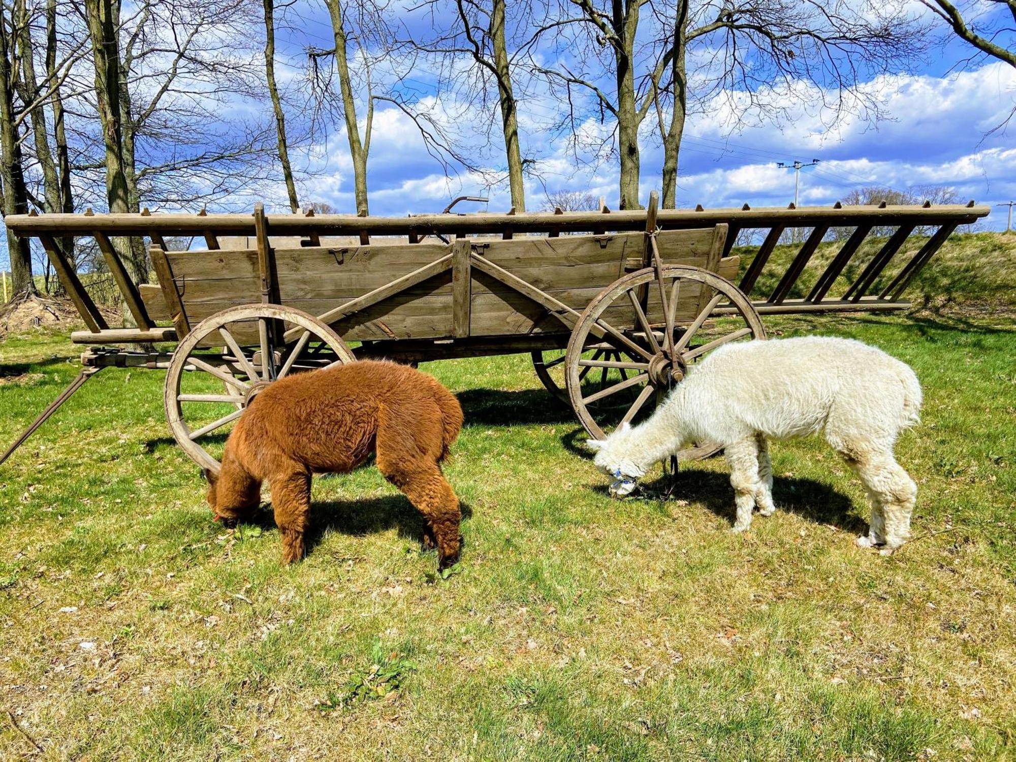 Gelbes Haus Seenland Ferienwohnungen Xl Elsterheide 외부 사진